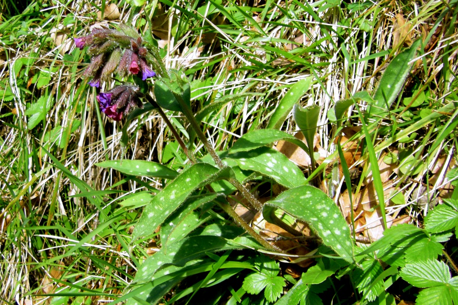 Image of Pulmonaria longifolia specimen.