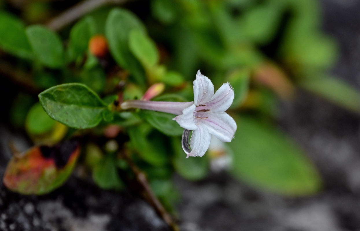 Image of Serissa japonica specimen.