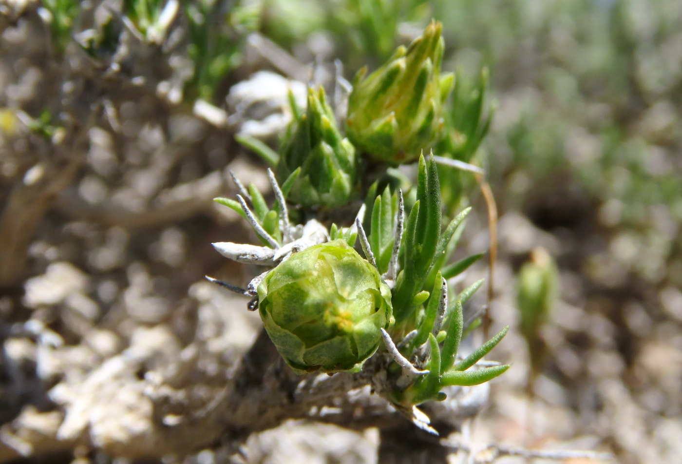 Изображение особи Arthrophytum subulifolium.