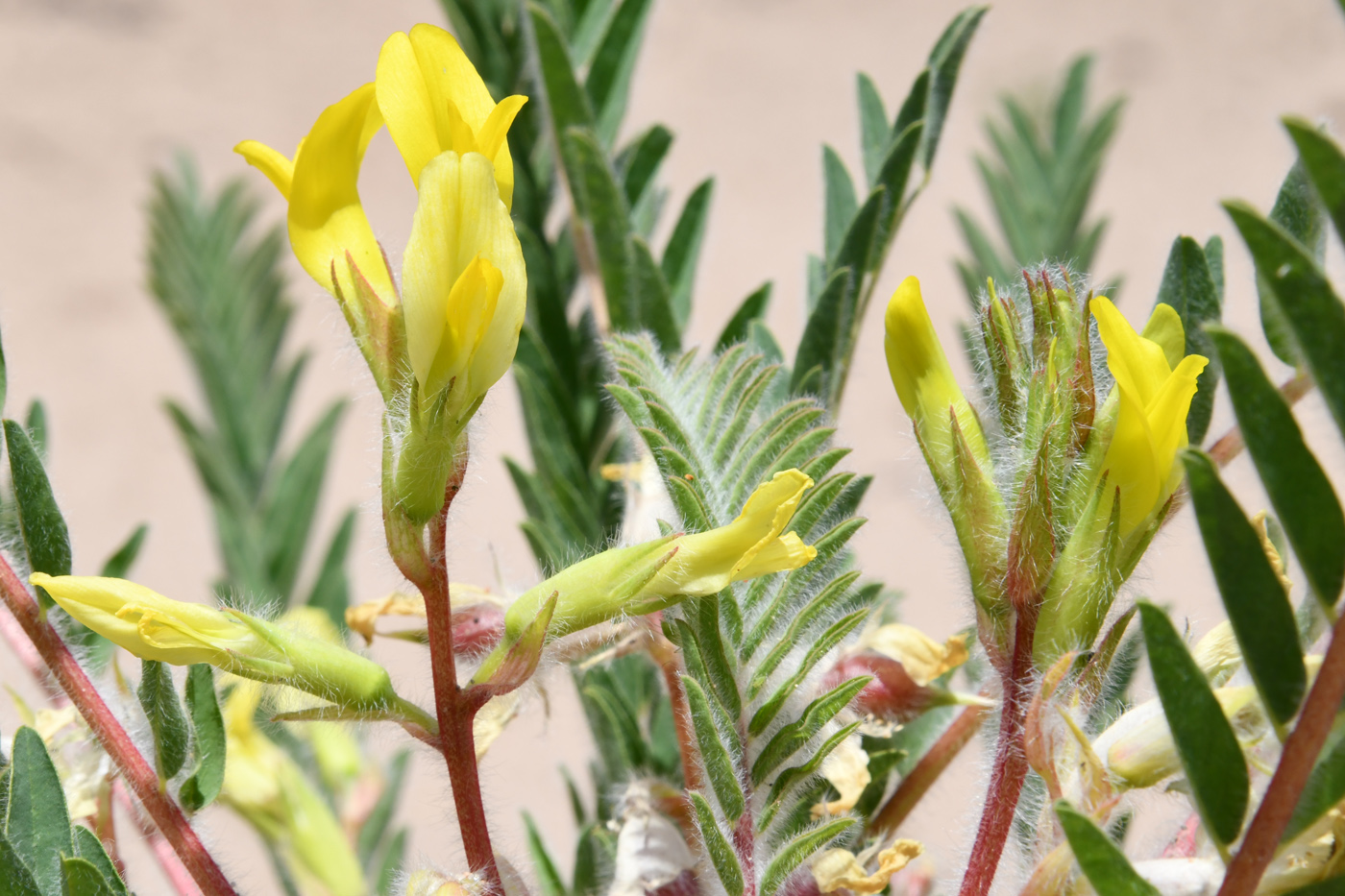 Image of Astragalus rubtzovii specimen.