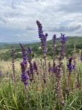 род Salvia