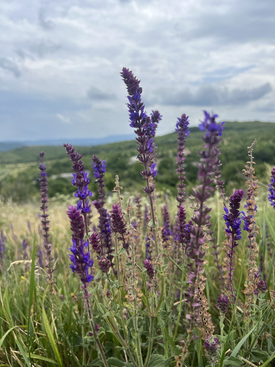 Image of Salvia tesquicola specimen.