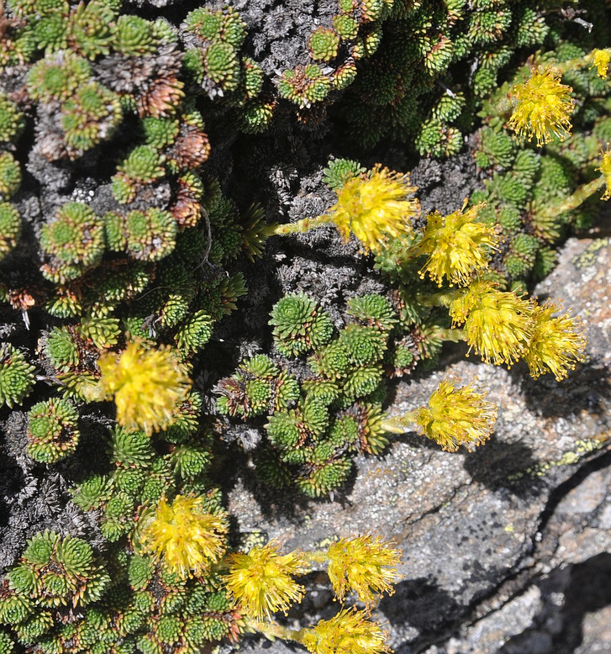 Изображение особи Saxifraga scleropoda.