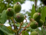 Sorbus domestica. Соплодие с незрелыми плодами и клопом. Крым, Южный Берег, окр. пос. Лесной, смешанное редколесье возле грунтовой дороги. 26.05.2024.