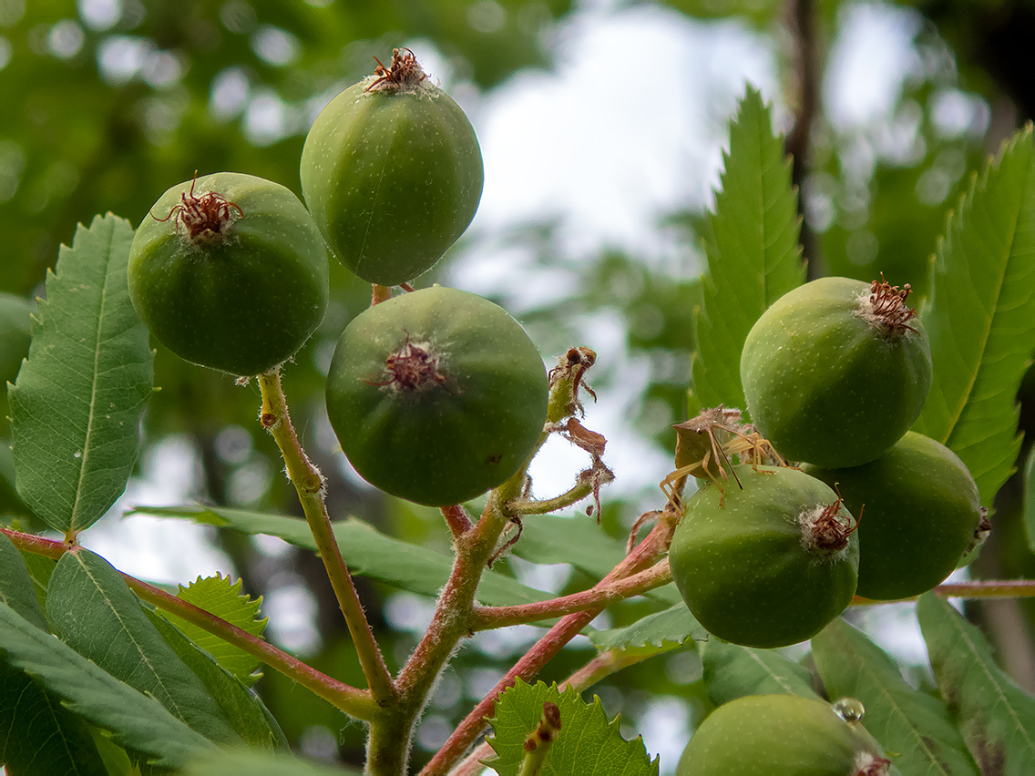 Изображение особи Sorbus domestica.