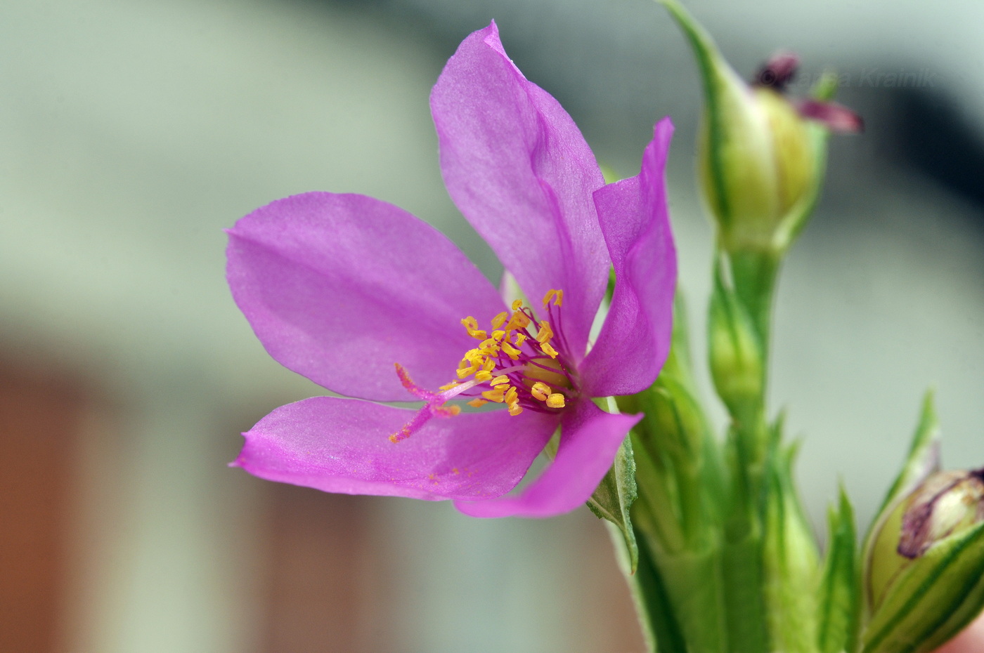 Image of Talinum paniculatum specimen.