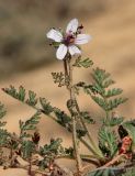 Erodium stellatum. Побег с цветком и листьями. Египет, окр. г. Эль-Дабаа, заброшенная пашня. 04.02.2025.