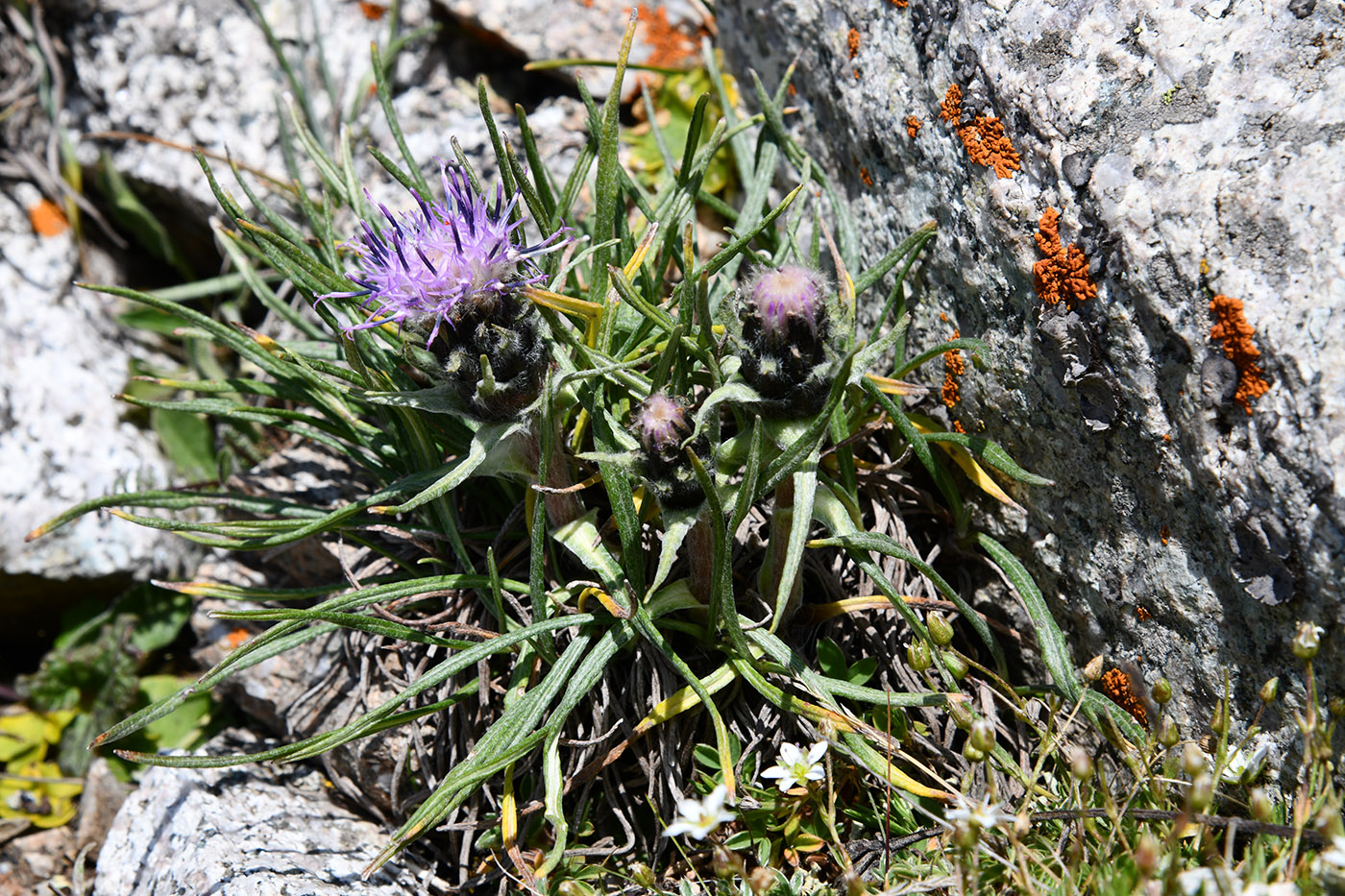 Image of Saussurea leucophylla specimen.