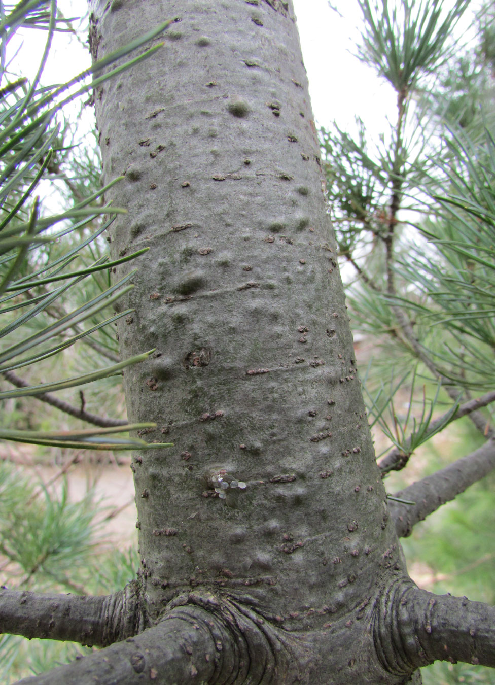 Изображение особи Pinus parviflora.