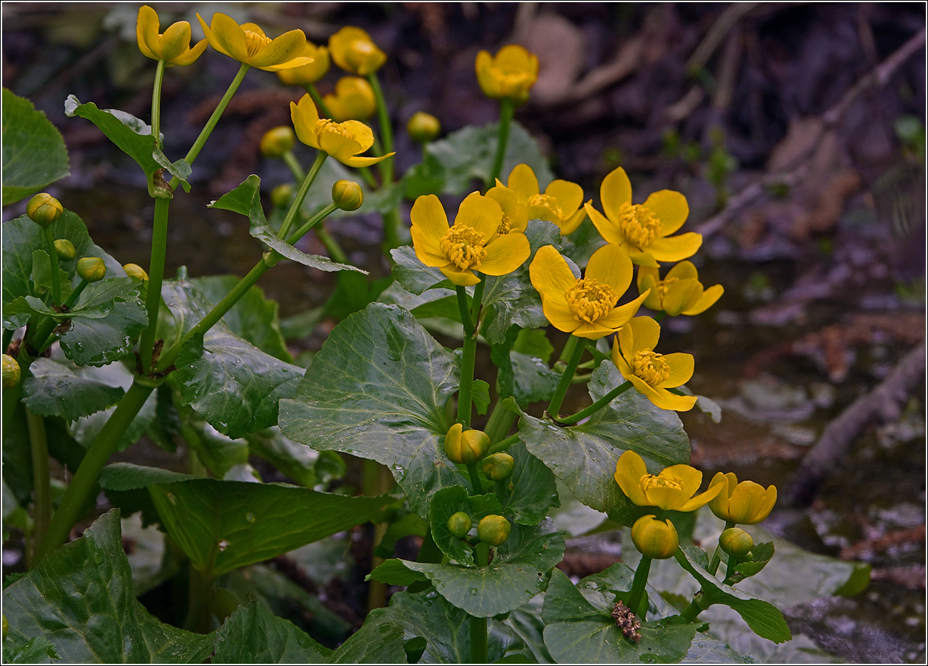 Image of Caltha palustris specimen.