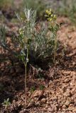 View full-size image Trigonella strangulata