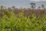 Смотреть изображение Chylocalyx perfoliatus