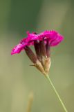 View full-size image Dianthus ruprechtii