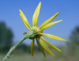 Смотреть изображение Senecio borysthenicus
