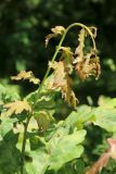 View full-size image Quercus robur