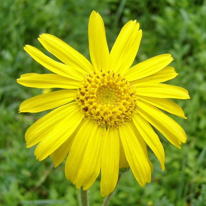 Арника цветок фото и описание