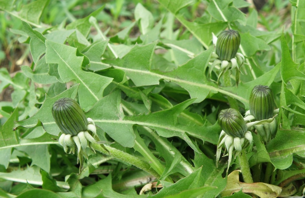 Image of Taraxacum kjellmanii specimen.