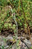 View full-size image Carduus pycnocephalus