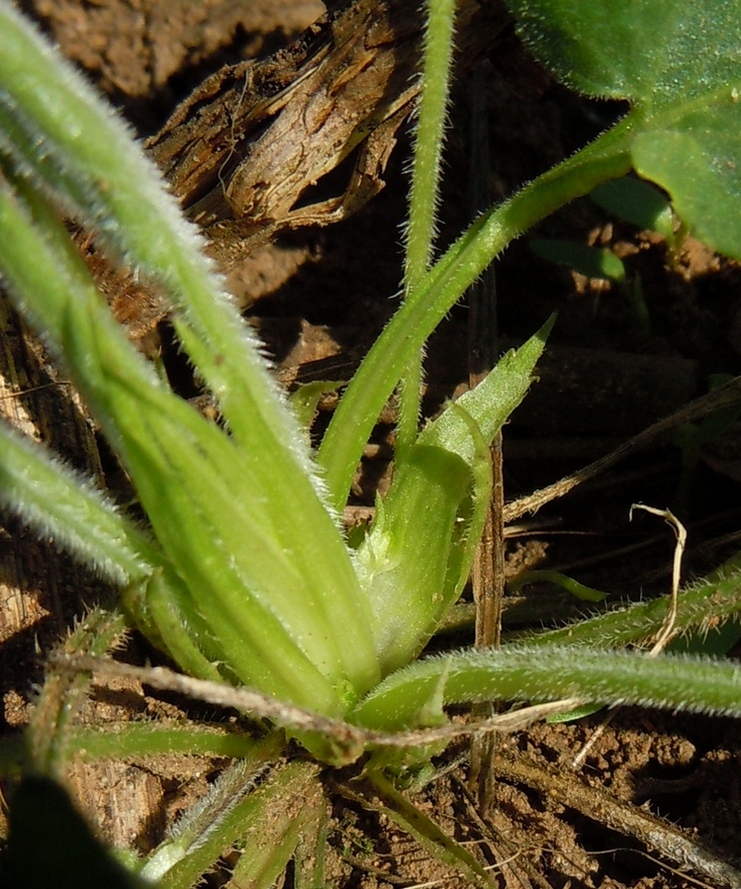 Image of Viola hirta specimen.