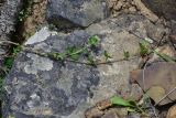 View full-size image genus Trifolium