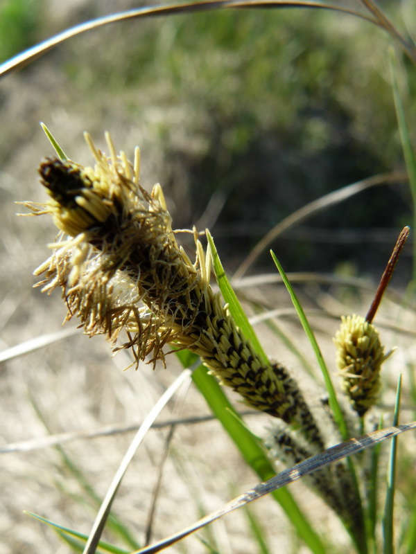 Изображение особи Carex acuta.