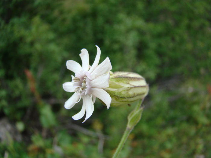 Изображение особи Gastrolychnis longicarpophora.