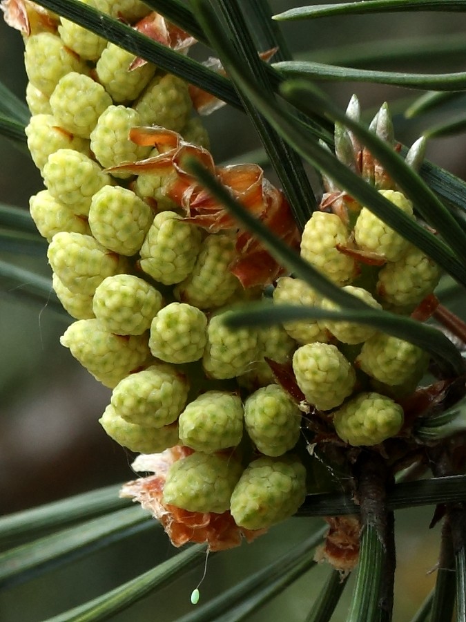 Image of Pinus sylvestris specimen.