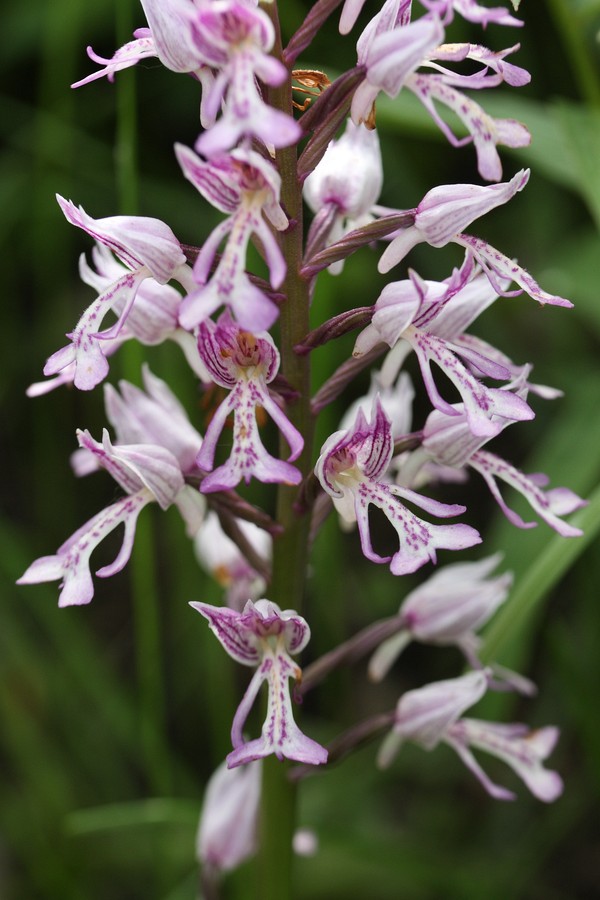 Image of Orchis militaris specimen.