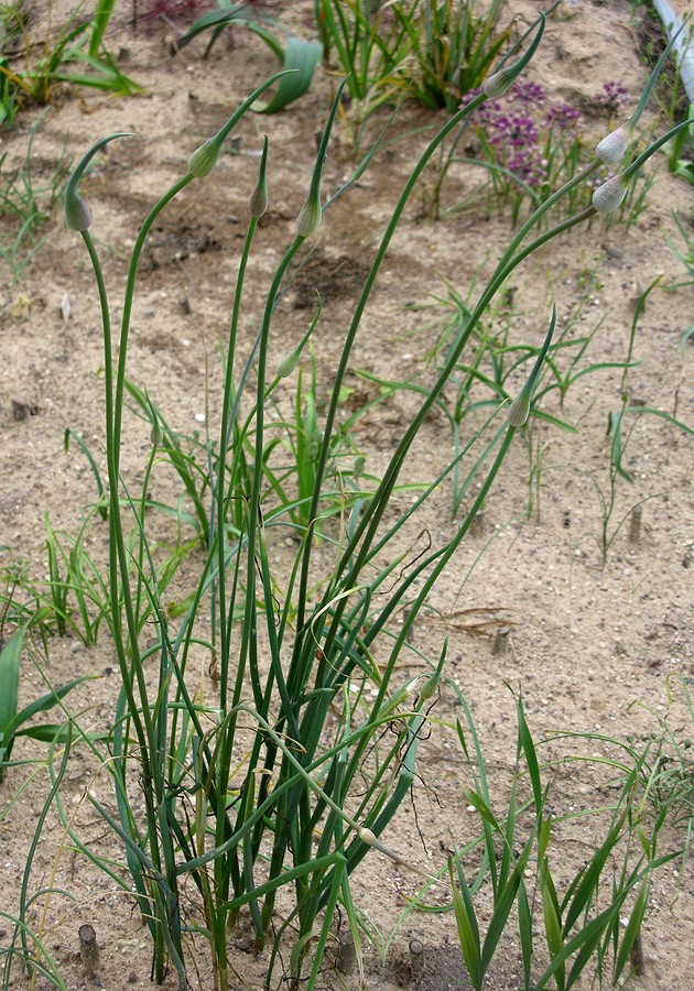 Image of Allium affine specimen.