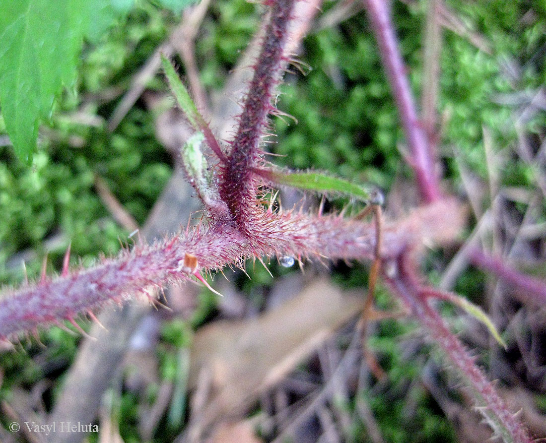 Изображение особи Rubus hirtus.