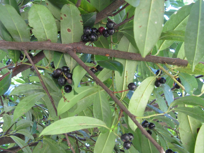 Image of Lauro-cerasus officinalis specimen.