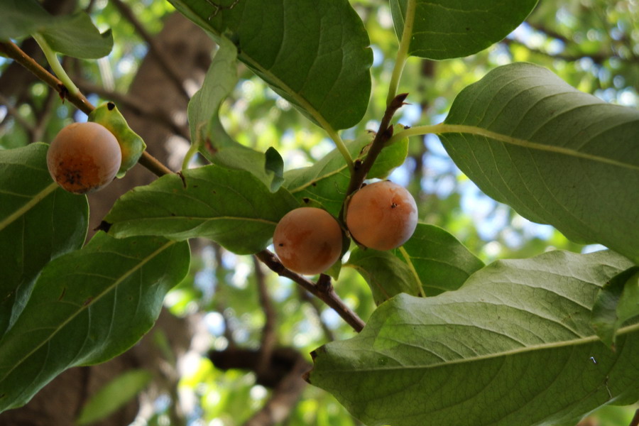 Image of Diospyros lotus specimen.