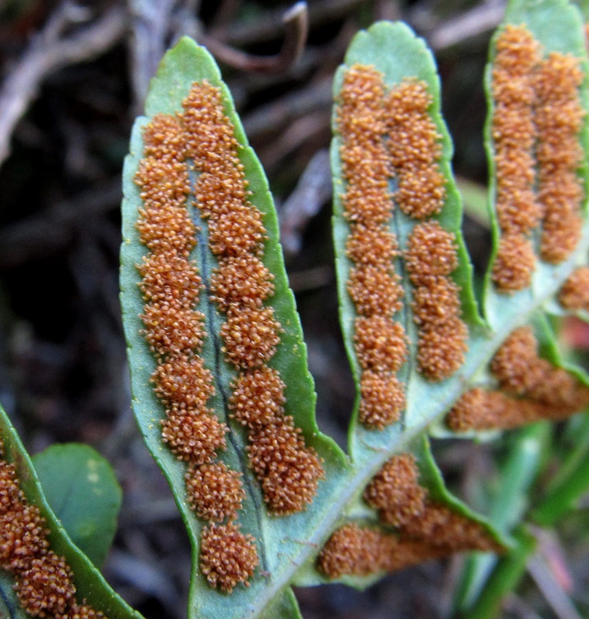 Изображение особи род Polypodium.