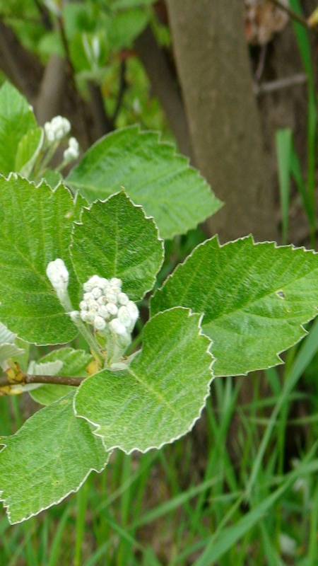 Изображение особи Sorbus hajastana.