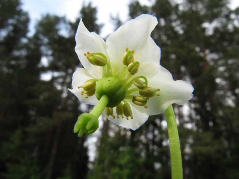 Image of Moneses uniflora specimen.