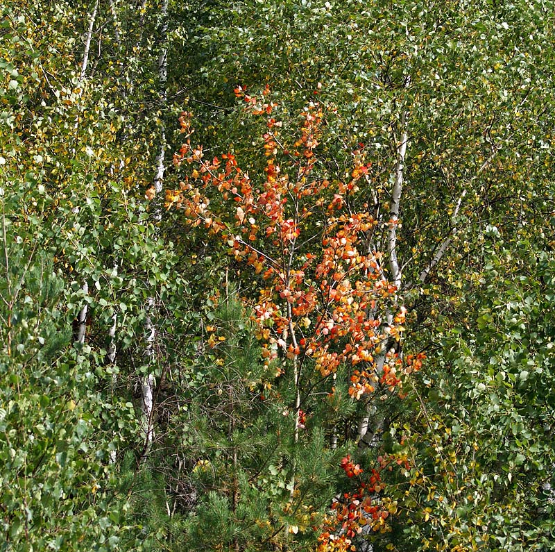 Image of Populus tremula specimen.