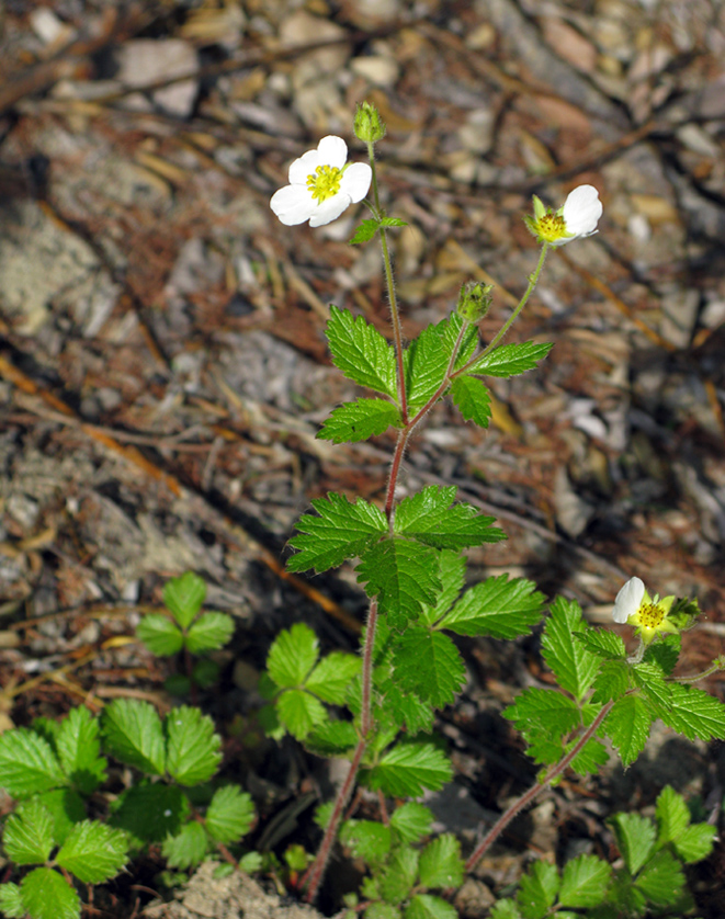 Изображение особи Potentilla inquinans.