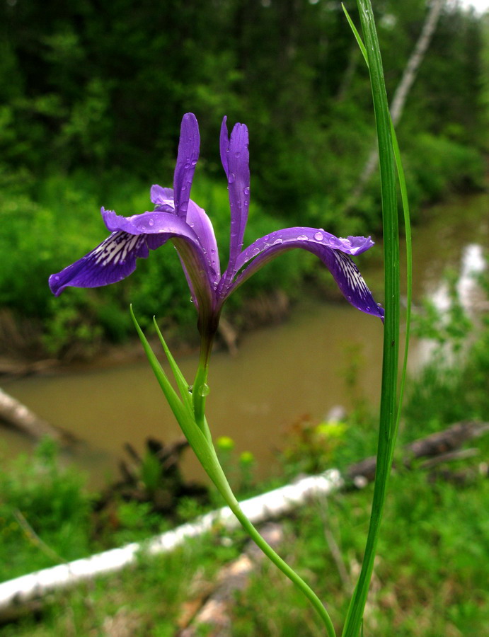 Изображение особи род Iris.