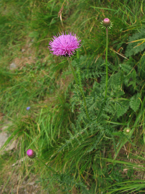 Image of Carduus kerneri specimen.