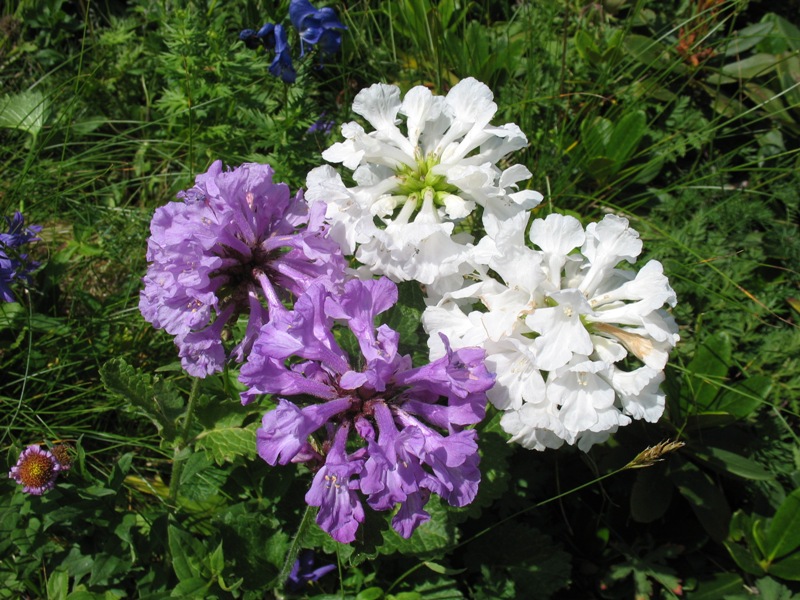 Image of Betonica macrantha specimen.