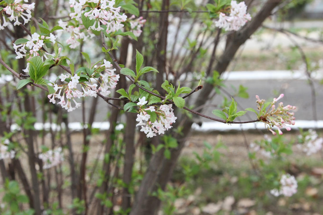 Image of Viburnum farreri specimen.