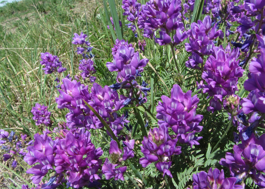 Image of genus Oxytropis specimen.