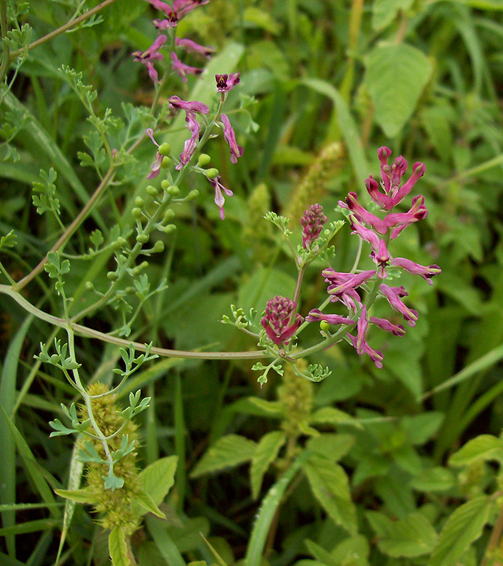 Изображение особи Fumaria officinalis.