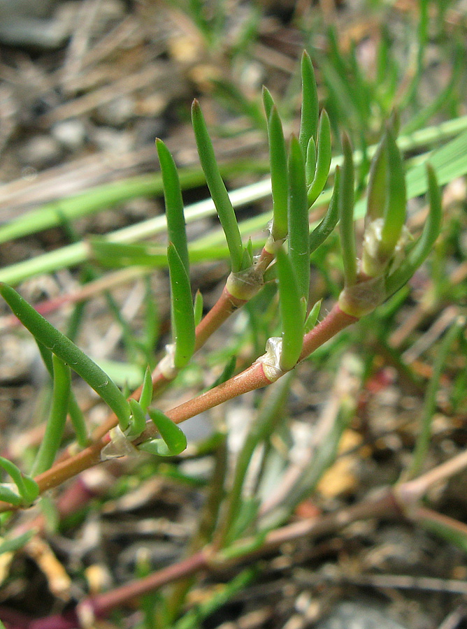 Image of Spergularia media specimen.