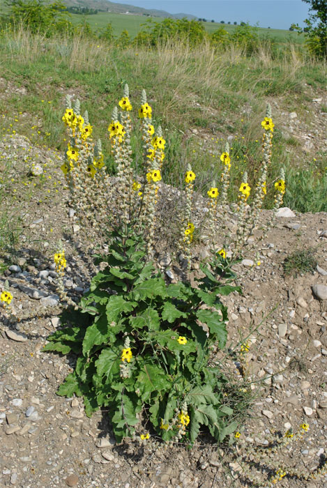 Изображение особи Verbascum formosum.