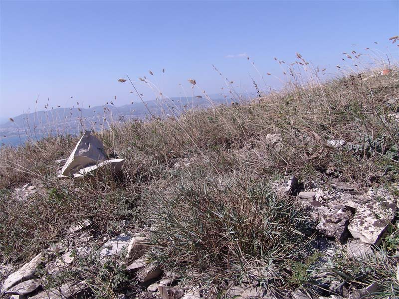 Image of Agropyron pinifolium specimen.