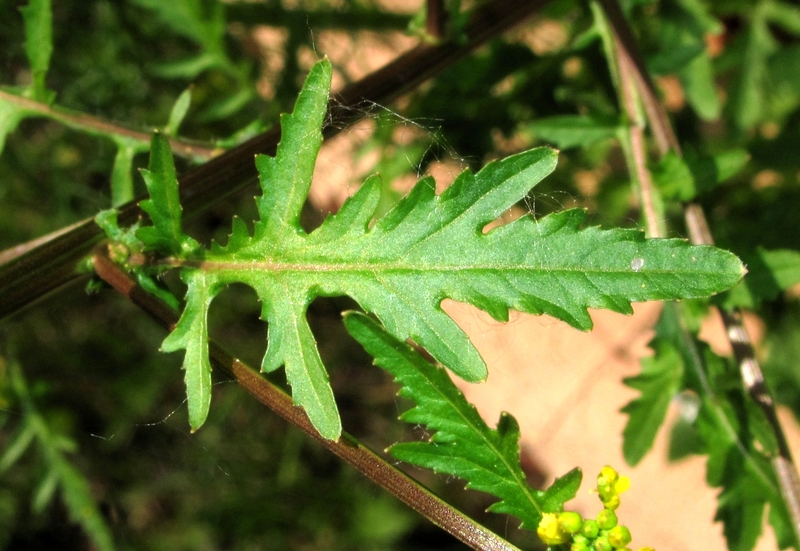 Image of Rorippa palustris specimen.