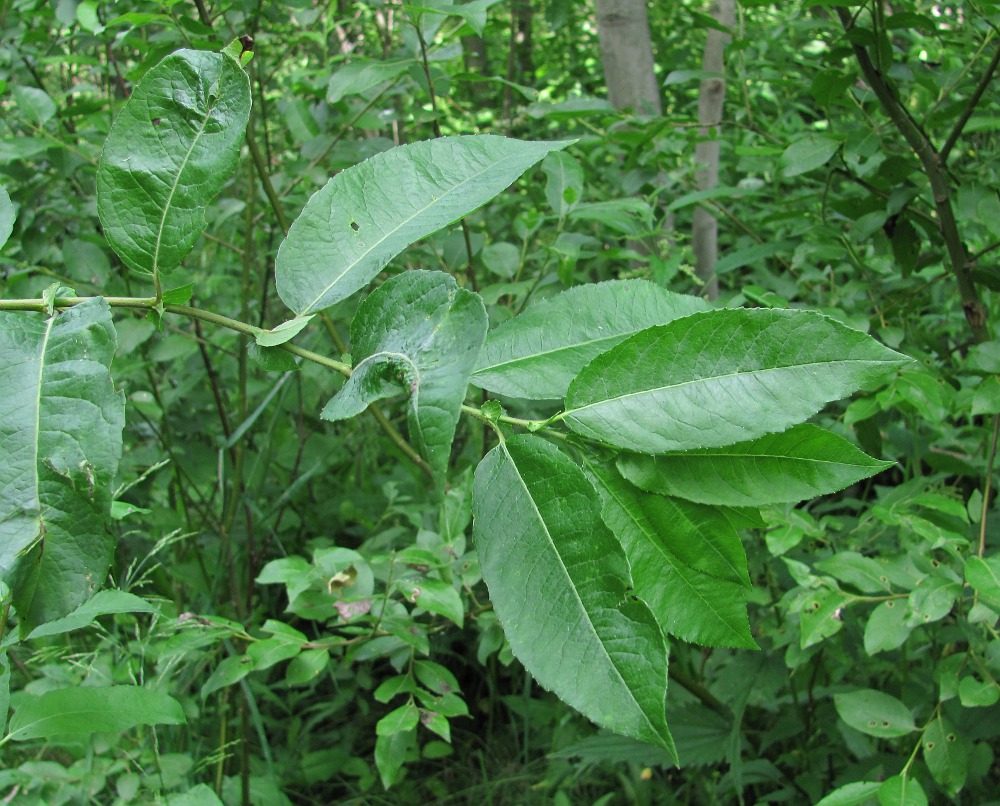 Image of Salix myrsinifolia specimen.