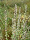 Stachys germanica