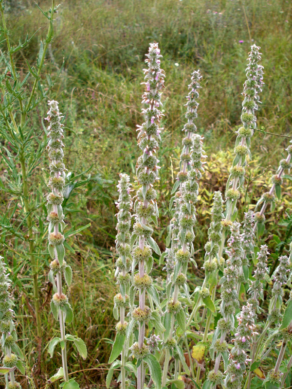 Image of Stachys germanica specimen.